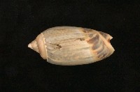 藏品(榧螺)的圖片